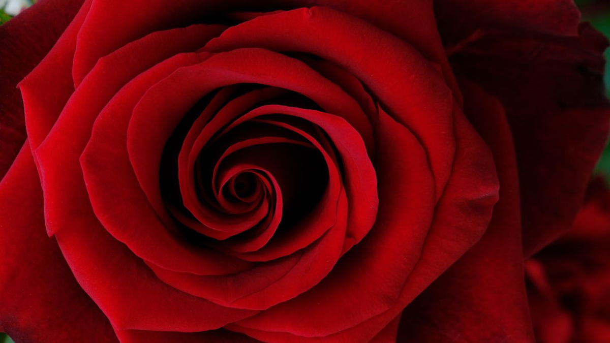 Punainen ruusu.