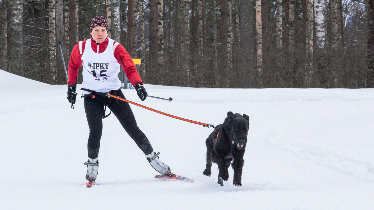 Koiravaljakon hiihtäjä ja koira kilpailussa.