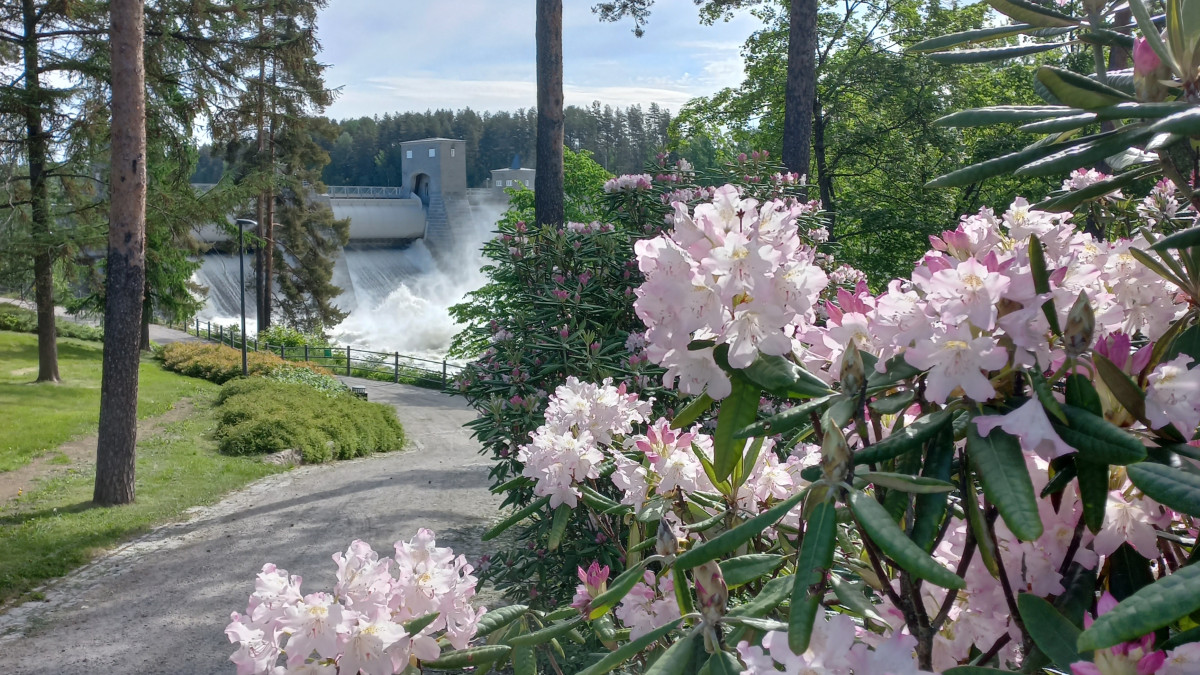 A flowering bush next to the rapids of Imatra.