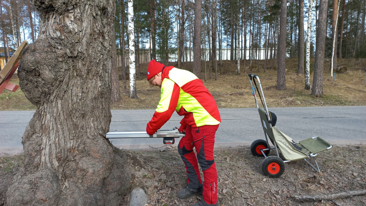 An arborist examines the condition of a tree.