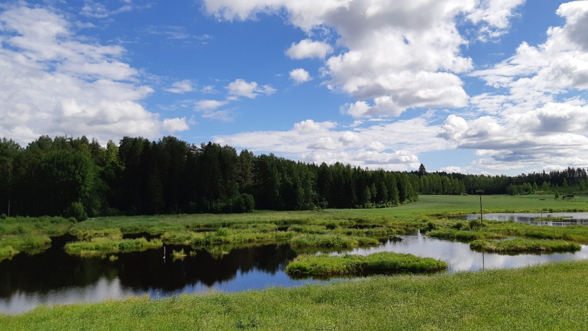Summer wetland and forest, sunny day and clouds.