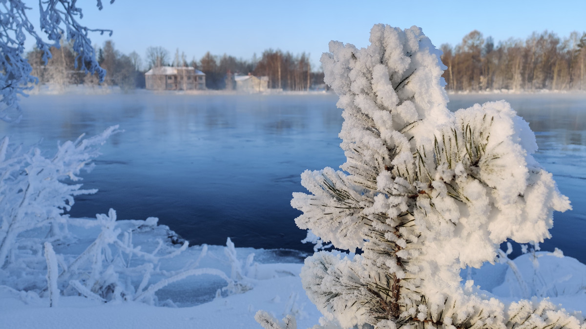 Frosty spruce branch. River in the background. Winter landscape.