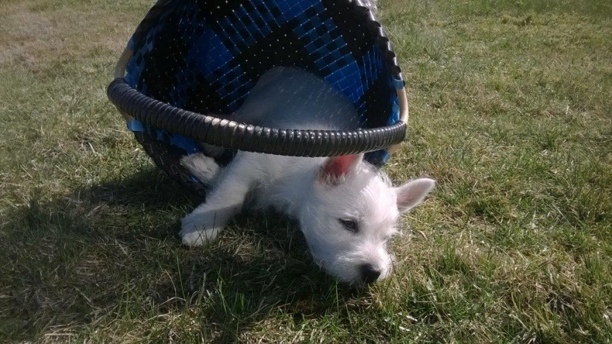 a white puppy sleeps inside an overturned basket.