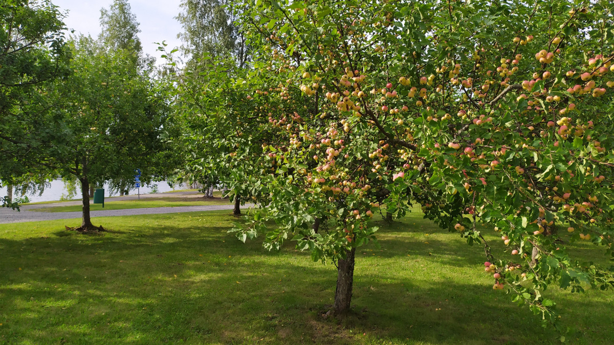 Omenapuita puistossa Vuoksen varrella.