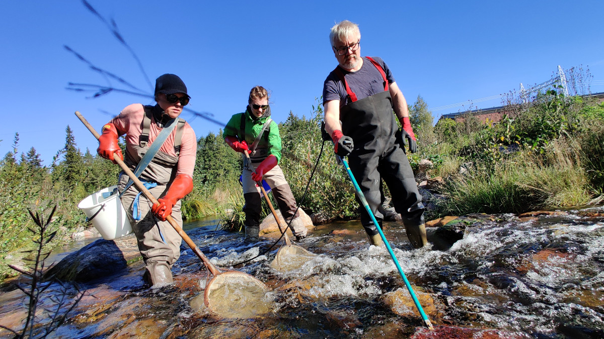 Three researchers equipped with electrofishing equipment wade in an urban stream