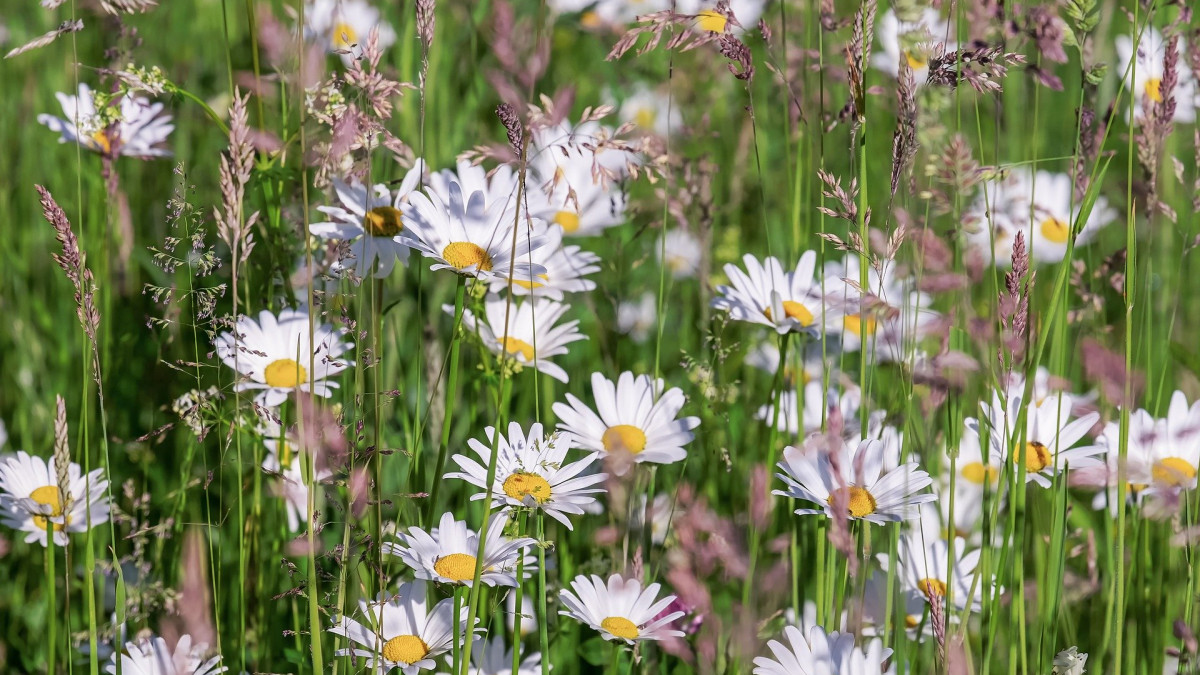 Daisies in the meadow.