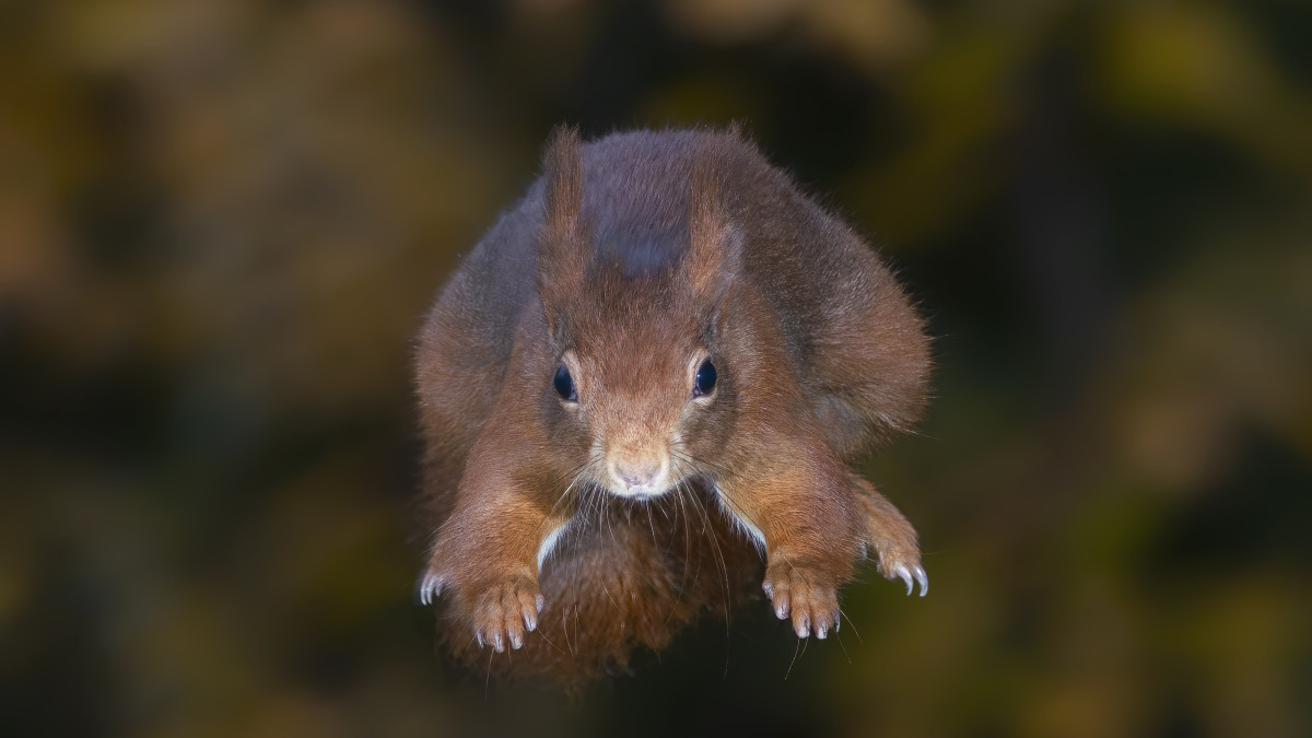 Liito-orava lentää