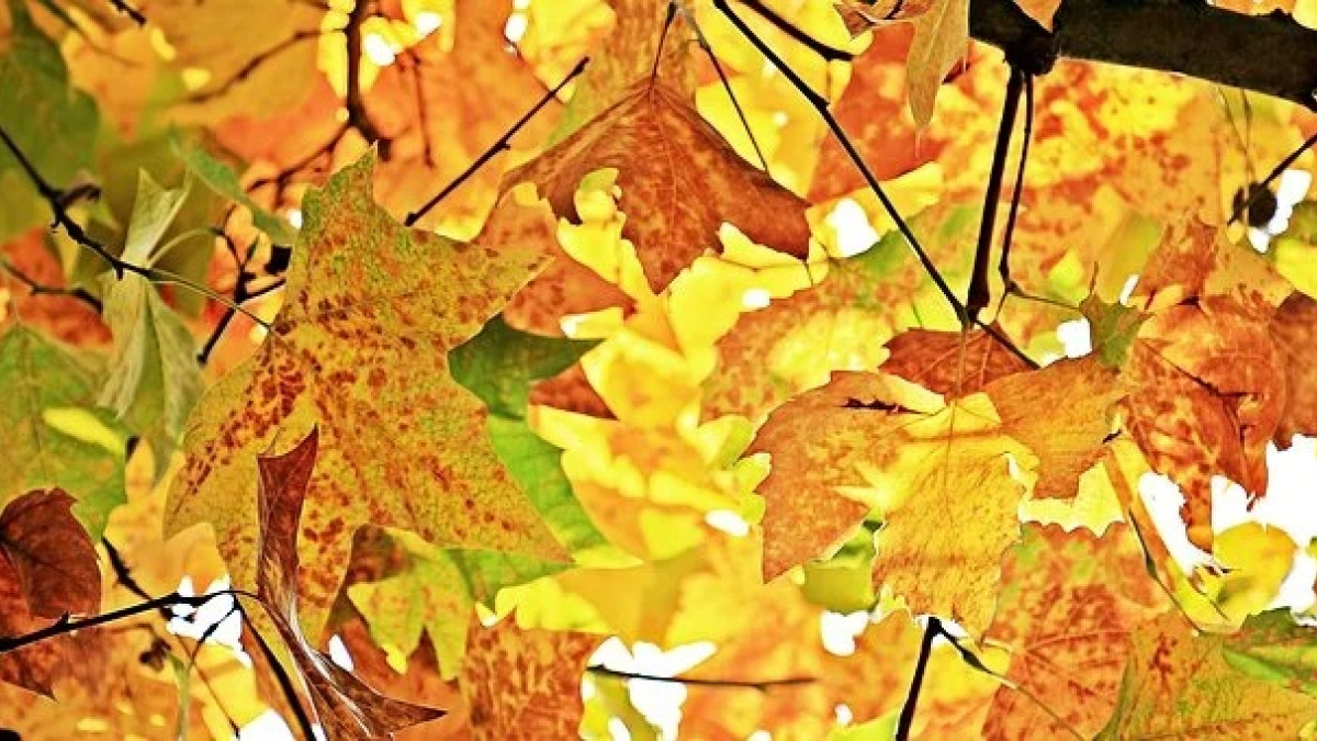 Autumn tree leaves colored by rust