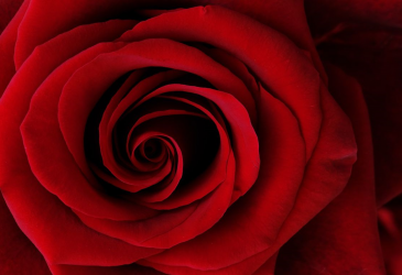 Punainen ruusu.