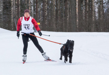 Koiravaljakon hiihtäjä ja koira kilpailussa.