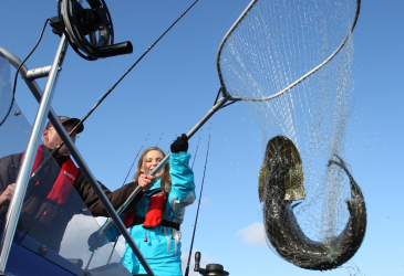 Fishermen lift a big fish into the boat with a slingshot.