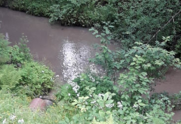 A small river and a pipe going down to it and vegetation