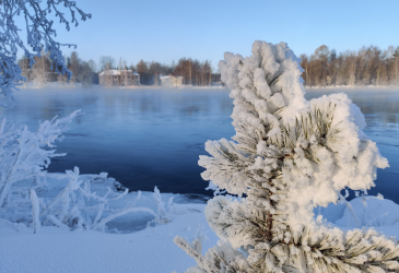 Frosty spruce branch. River in the background. Winter landscape.