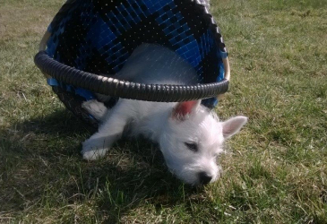 a white puppy sleeps inside an overturned basket.