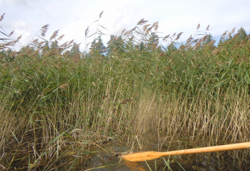 Reeds in the shore water.