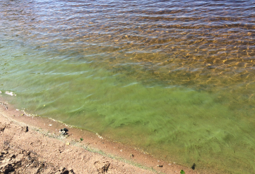 A deposit of blue-green algae on the beach.