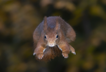 Liito-orava lentää