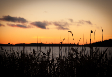 Lake landscape at sunset.
