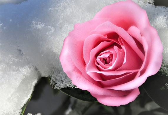 Ruusu lumessa