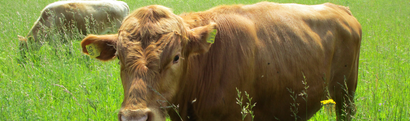 A brown long-haired cow in the pasture
