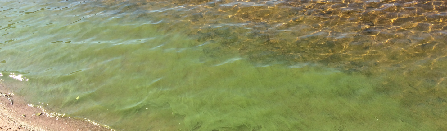Blue-green algae in the beach water.