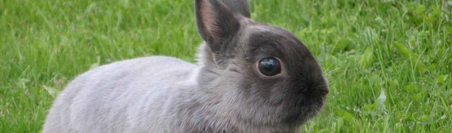Gray pet rabbit on grass.