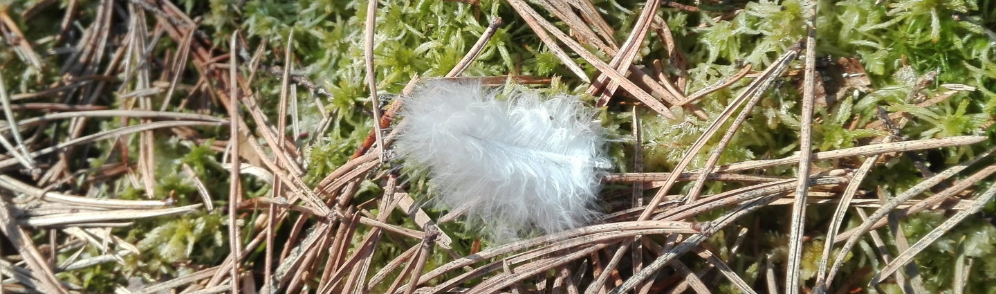 White feather in forest terrain.