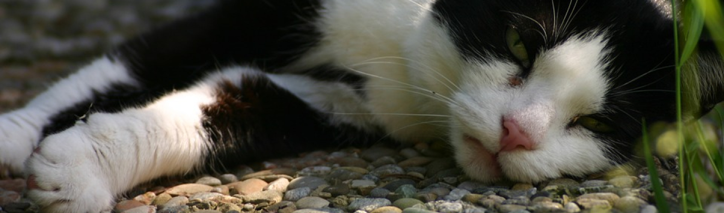 Mustavalkoinen kissa makaa kyljellään maassa.