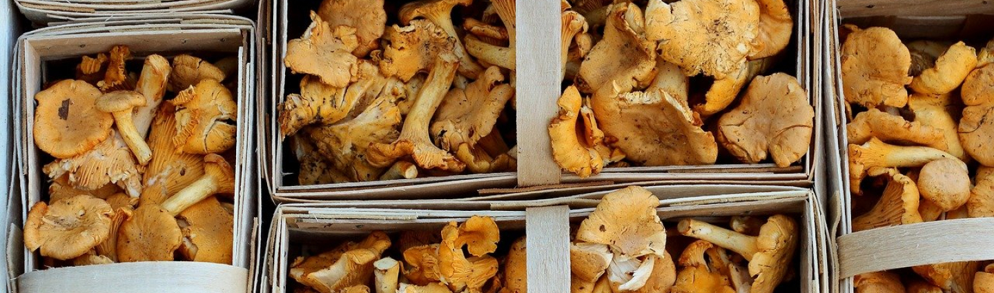 Chanterelles in turkish dishes.