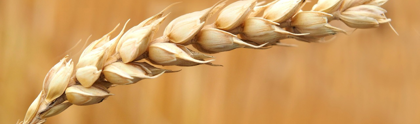 A ripe ear of wheat in the field.