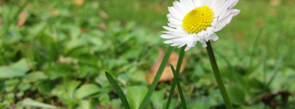 A close-up of a daisy.