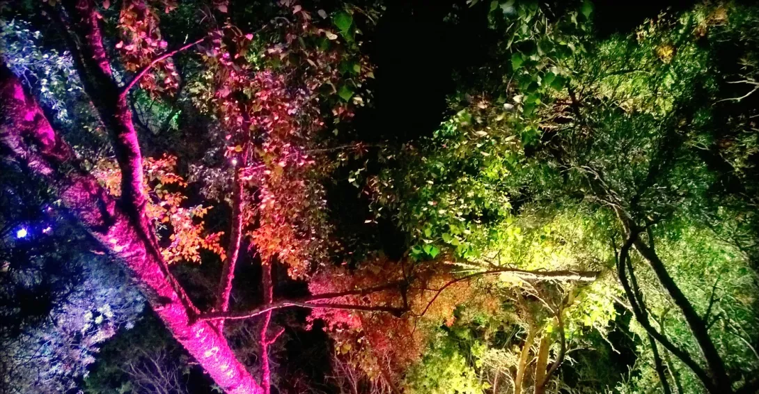 @Flowers of Life light installation in trees