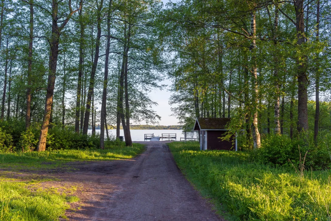 A summer landscape, where a dirt road lined with trees leads towards the lake.